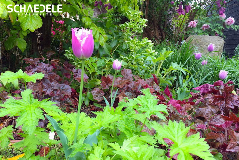 Création de jardin Colmar