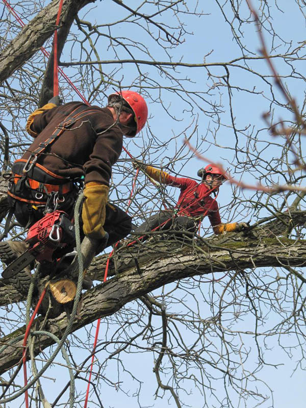 Élagage, Abattage Arbre et Taille Haie Colmar